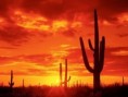 /album/fotogaleria/vegetacion-desierto-jpeg1/